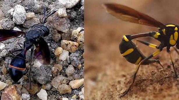 Researchers discover two new species of rare wasp