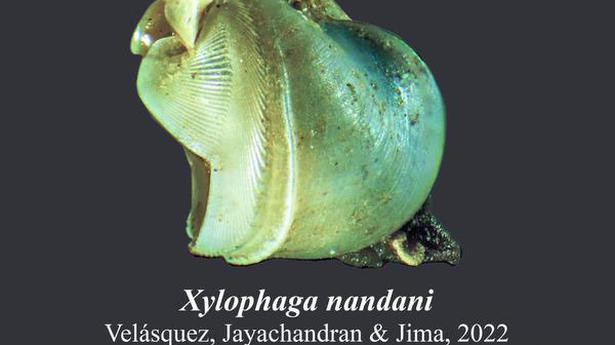 New species of wood-boring, deep-sea mollusc found in Arabian sea