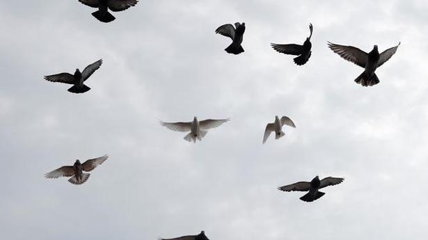 Police launch probe into ‘killing’ of 30 pet pigeons reared by 11-year-old in Alappuzha district in Kerala