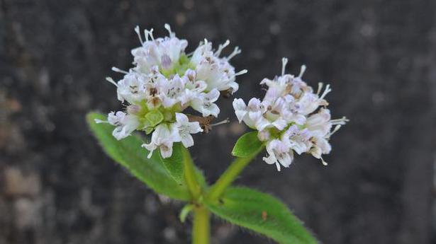 Two new plant species discovered in Ghats
