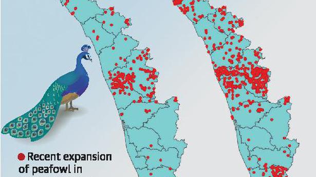 Why the number of peacocks are on the rise in Kerala