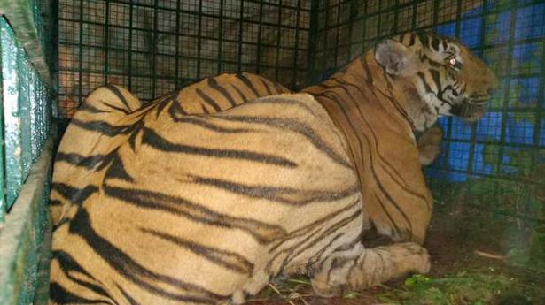 Tiger captured in Wayanad
