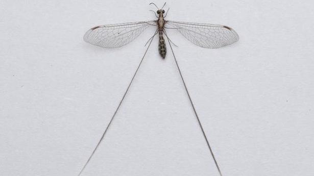 Thread-winged lacewing discovered in Kerala