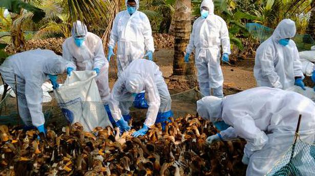 Bird flu confirmed in ducks in Alappuzha