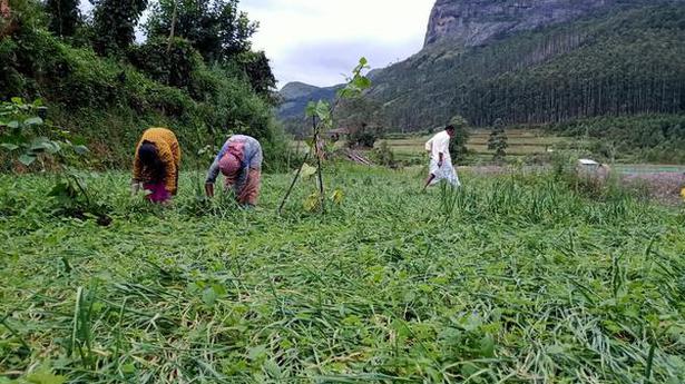 Garlic farmers bear the brunt of rain