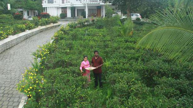 A home tea garden is the toast in Kottayam
