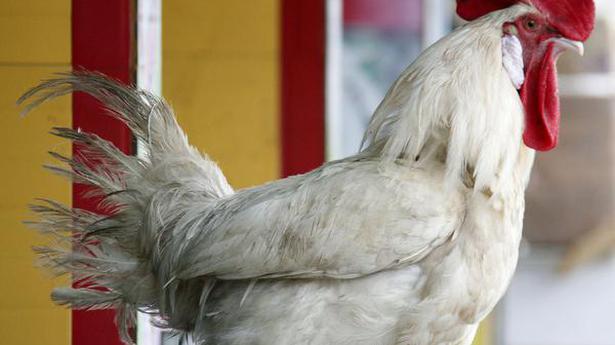 Chicken price skyrocketing in Kerala