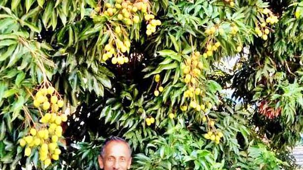 Setting a model in exotic fruits cultivation