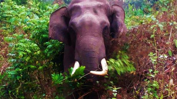 National News: Lone tusker triggers panic in Wayanad