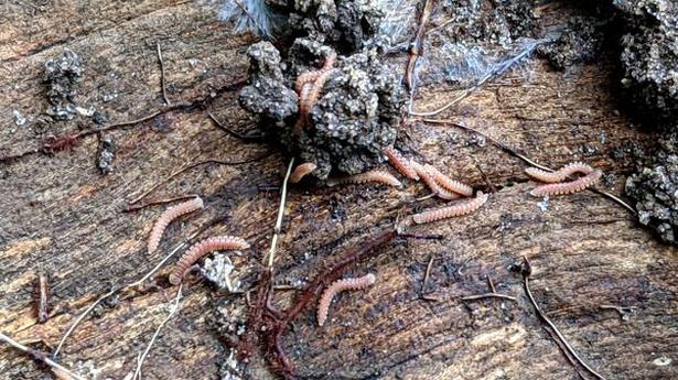 New millipede species found in sacred grove in Kerala