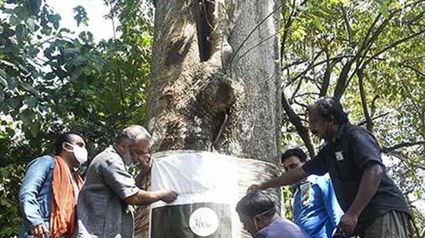 ‘Ailing’ blackboard tree being nursed back to health