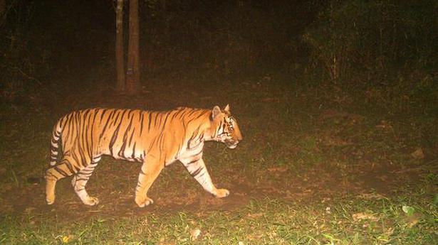 35 tigers identified in Parambikulam
