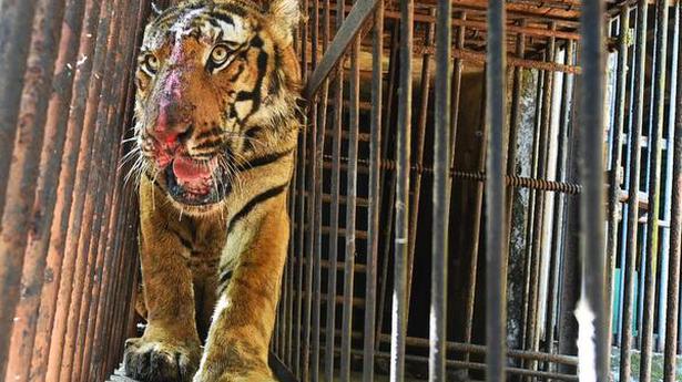 Captured tiger shifted to Thrissur zoo