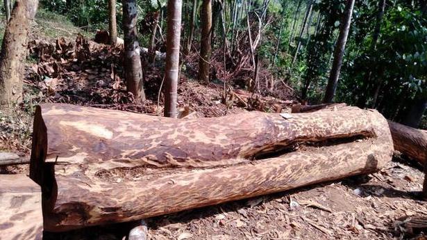 Kerala govt. tacitly allowed felling of ancient rosewood trees in Wayanad: UDF