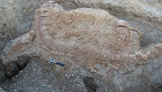 Jurassic find: An excavated ichthyosaur fossil found near Lodai village in Kutch district of Gujarat in 2017.