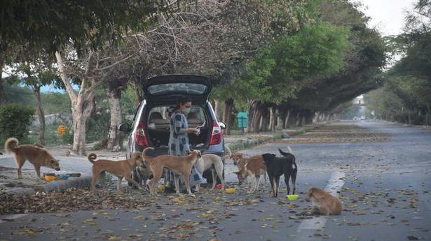 Delhi HC issues directions on feeding, managing stray dogs