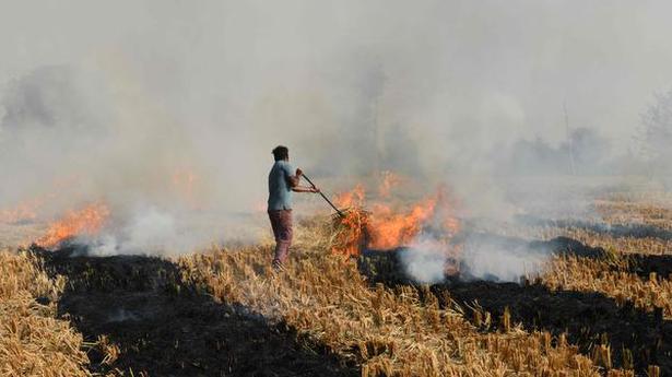 Lung function hit by stubble burning: study