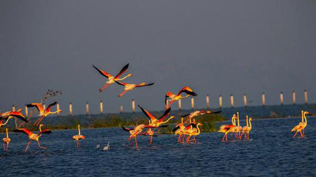 10.74 lakh birds flock to Chilika, largest wintering ground in Indian subcontinent