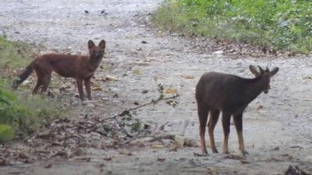 In a ‘first’, Himalayan serow spotted in Assam