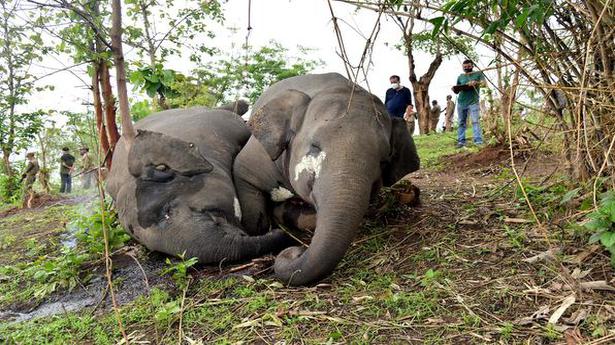 Assam elephants died in two groups 1 km apart