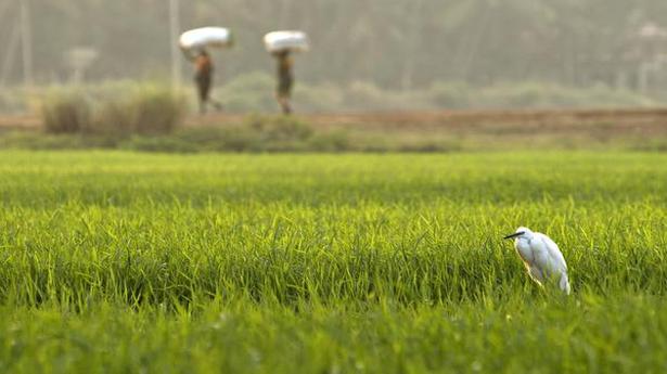 Cabinet approves ₹28,655 crore fertilizer subsidy for rabi season