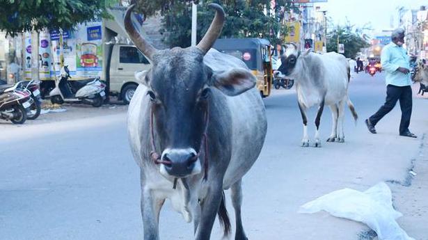 Man lynched in Bihar allegedly for stealing cattle