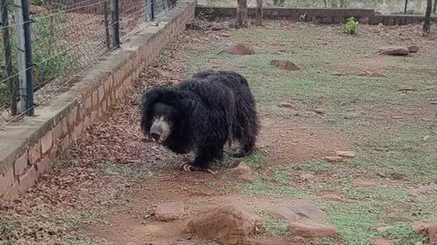 India's oldest sloth bear Gulabo dies at Bhopal's Van Vihar national park
