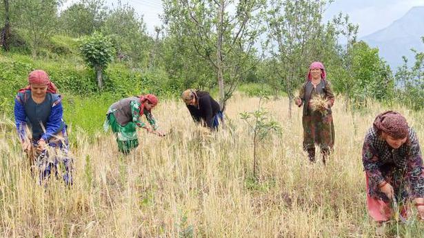 Himachal’s women farmers are expanding their horizons, naturally