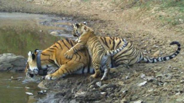 Better habitat management helps tigers flourish in Sariska