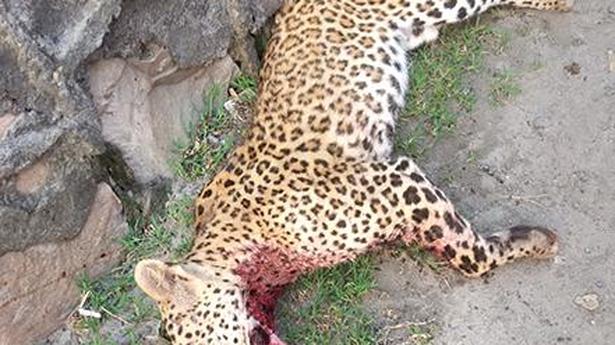 Leopard killed in road accident