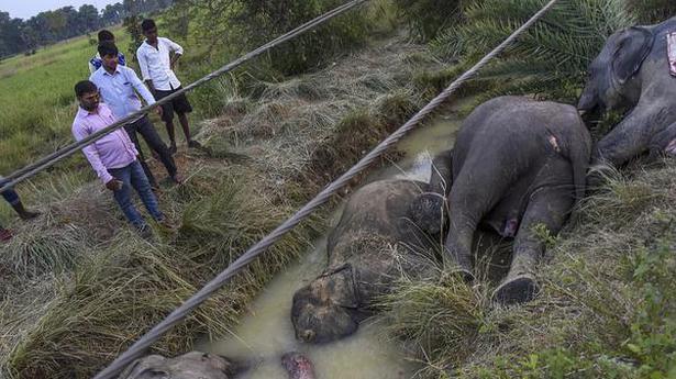 Odisha provides ₹445 cr. to distribution companies to prevent elephant deaths