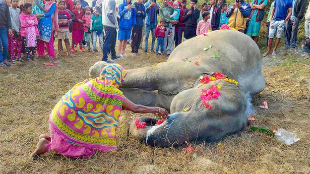 1 injured in attack by wild elephants in Assam