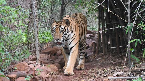 M.P.: Poachers kill collared tigress by electrocution