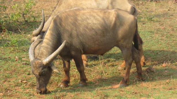 Odisha: Koraput’s Manda buffalo gets unique, indigenous tag