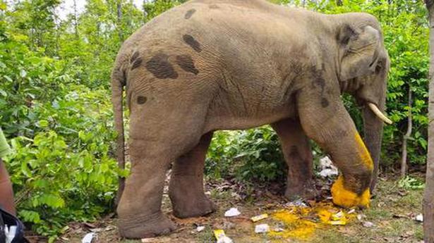 Vets remove parts of iron chain from elephant’s foot in Bengal