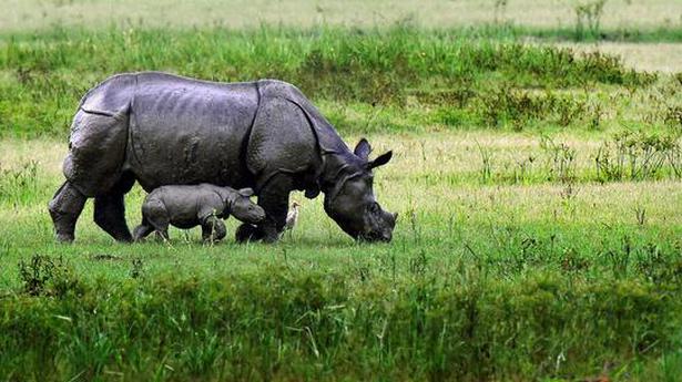 Poachers killed 22 Assam rhinos in 5 years