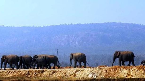 Elephant landscape seeing a dramatic change in Odisha, says WSO