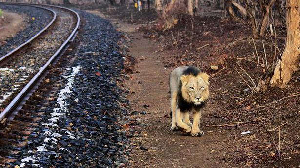 Wildfire breaks out near Mitiyala wildlife sanctuary for lions in Gujarat’s Amreli; hundreds battle blaze, no casualties