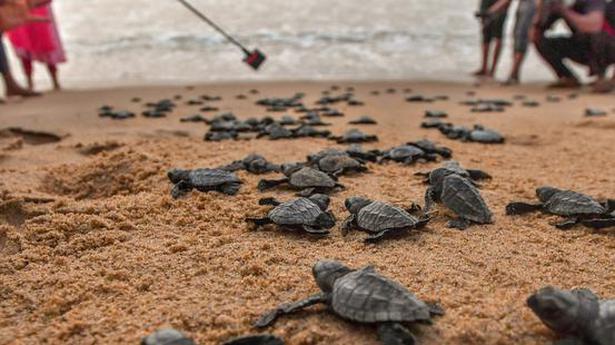 Odisha imposes fishing ban in olive ridley turtle sea corridor