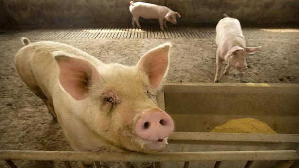 Suspected African swine fever kills over 100 pigs in Mizoram