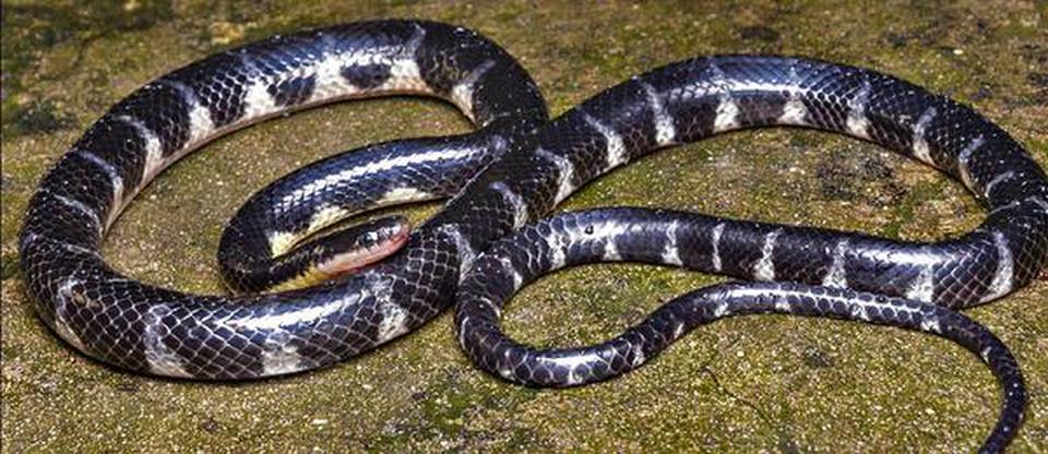 Non-venomous species of ‘rain snake’ discovered in Mizoram