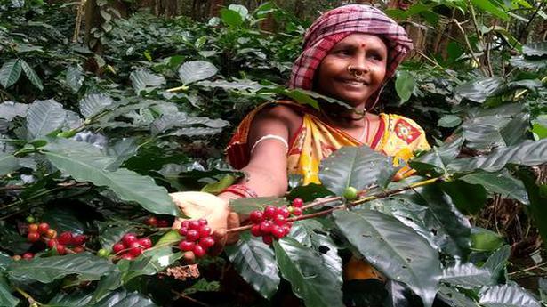 Tata Coffee to source from Koraput tribals in Odisha