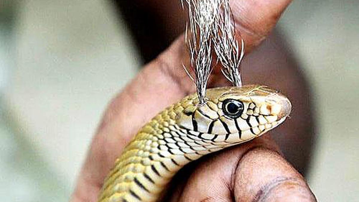 Rat Snake Tortured To Look More Appealing The Hindu