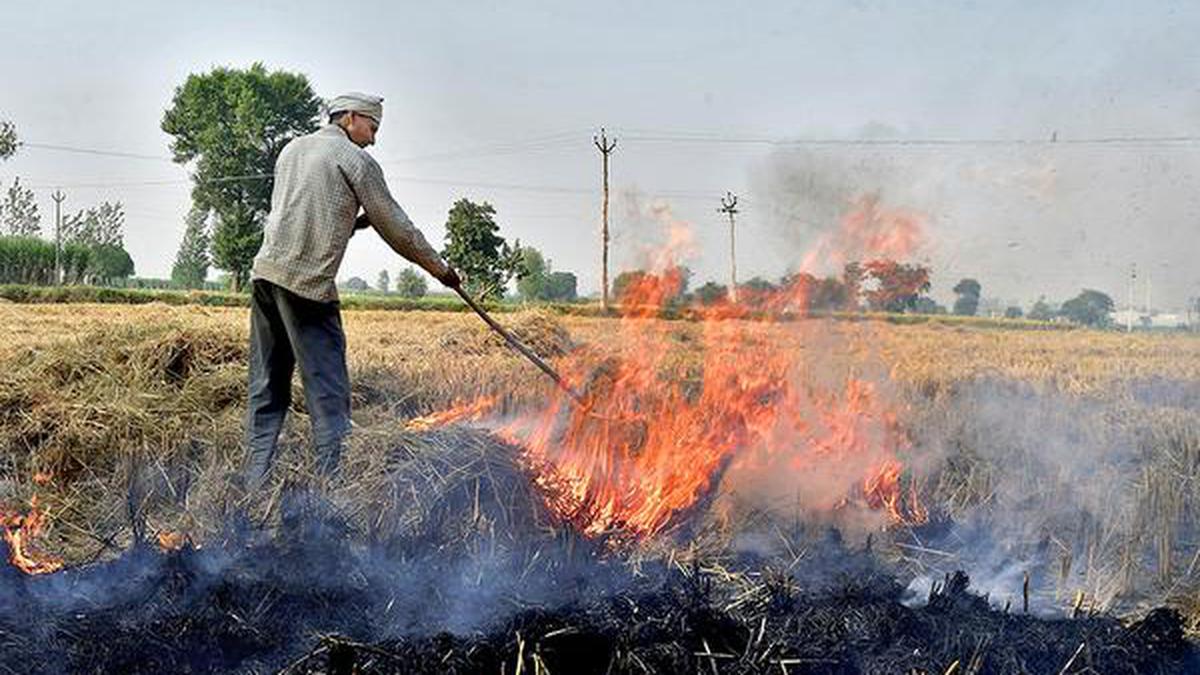 हरियाणा और दिल्ली के किसानों के लिए राहत की खबर, सरकार ने पराली को लेकर किया ये बड़ा फैसला