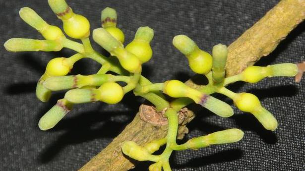 New genus of parasitic flowering plant discovered from Nicobar Islands