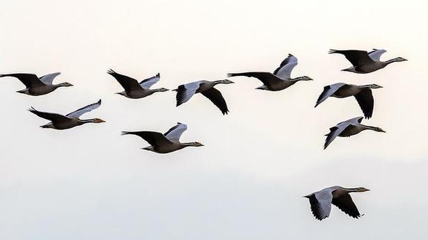 27 migratory birds found dead at wildlife sanctuary