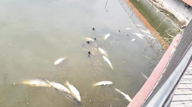 Dead fish floating in Guwahati tank raises concern