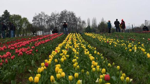Kashmir to host 6-day festival to celebrate arrival of spring and promote tourism