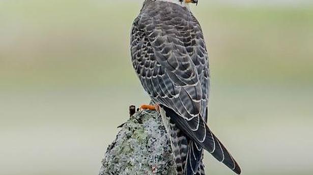 Manipur takes steps to protect Amur falcons as more birds start arriving