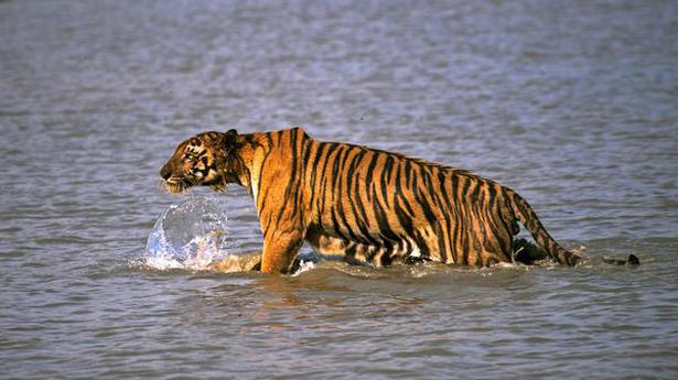 Concern over tigers straying into habitations in Sunderbans